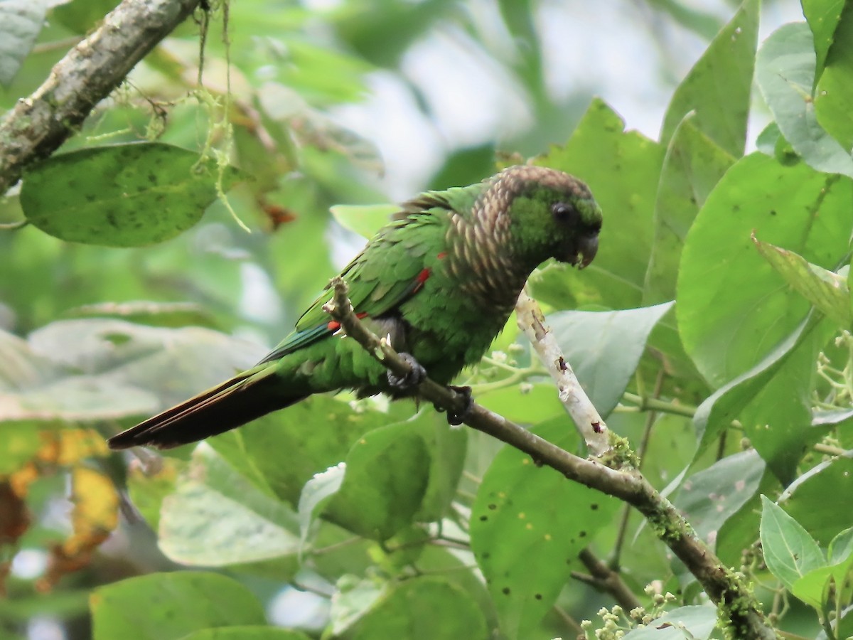 Maroon-tailed Parakeet - ML616733390