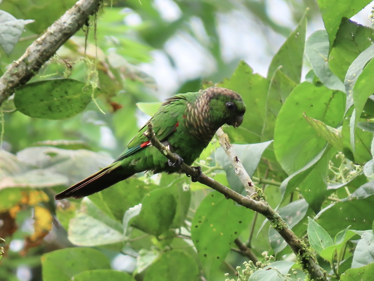 Maroon-tailed Parakeet - ML616733391