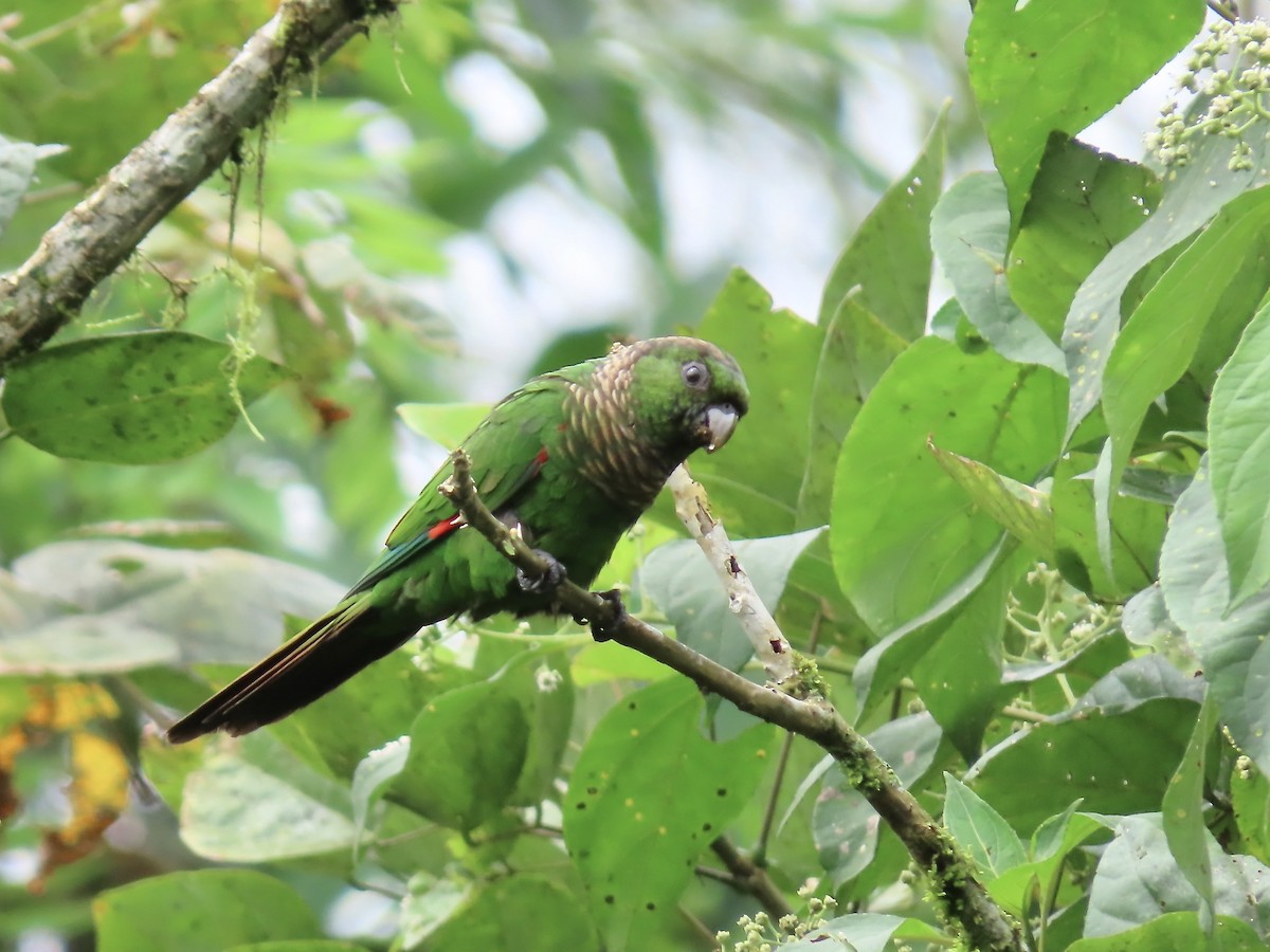 Maroon-tailed Parakeet - ML616733393