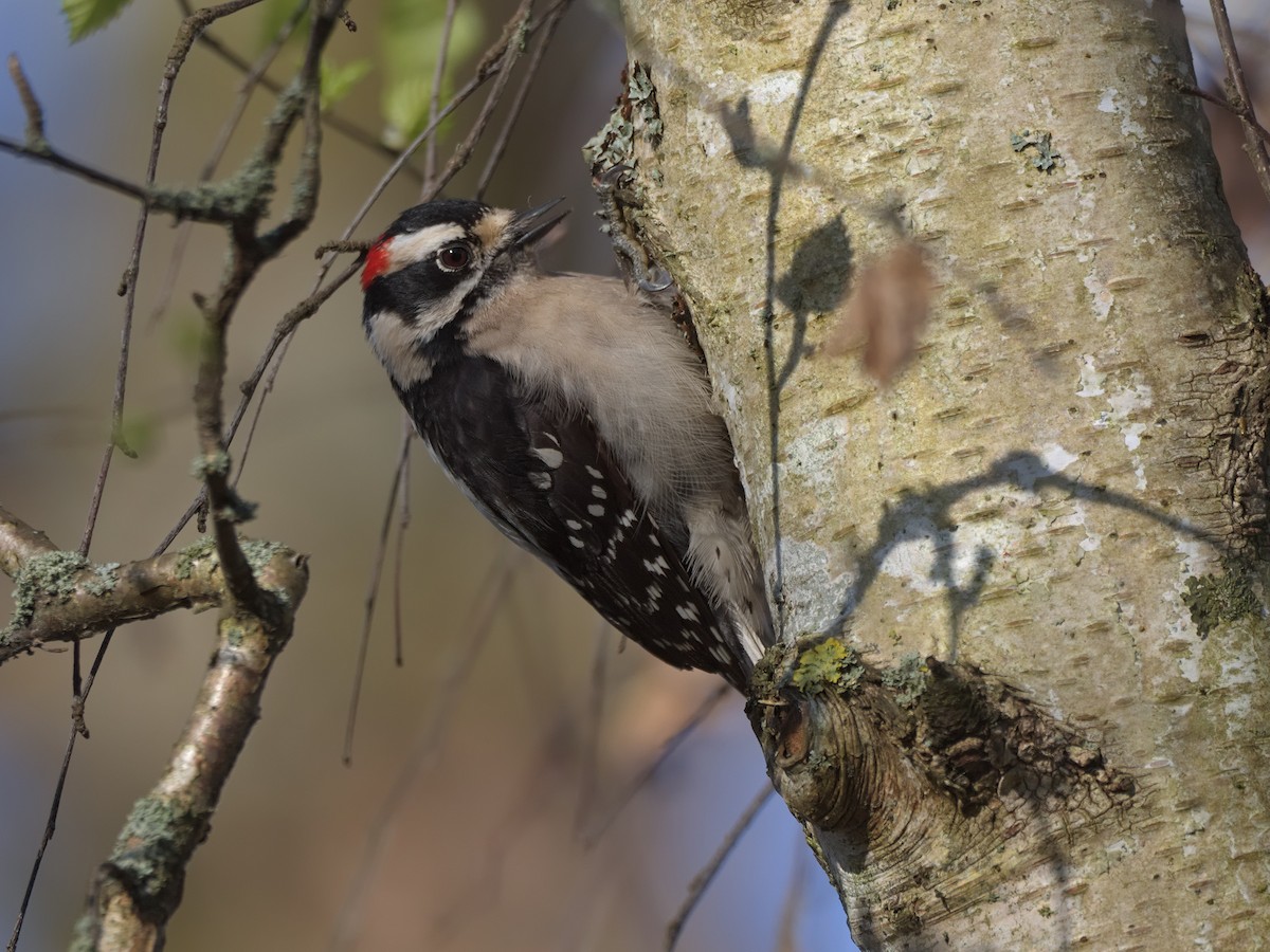 Downy Woodpecker - Kevin Krebs