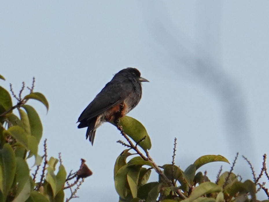 Swallow-winged Puffbird - ML616733472