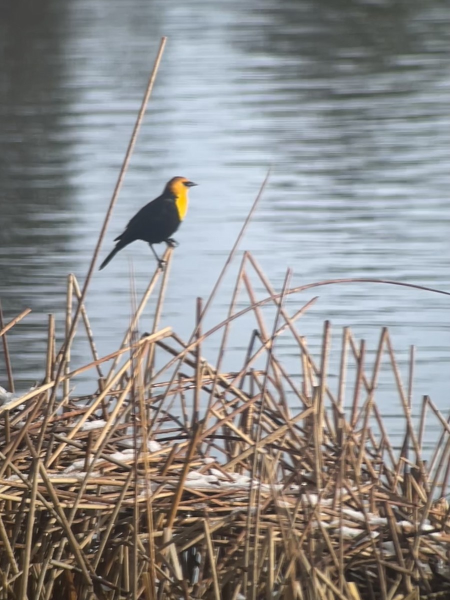 Yellow-headed Blackbird - Larry Maurin