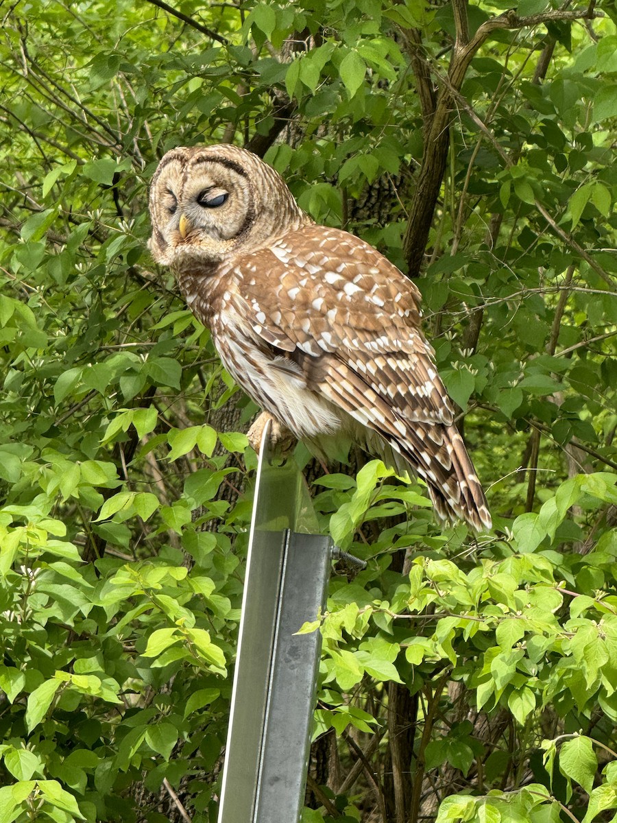 Barred Owl - ML616733731