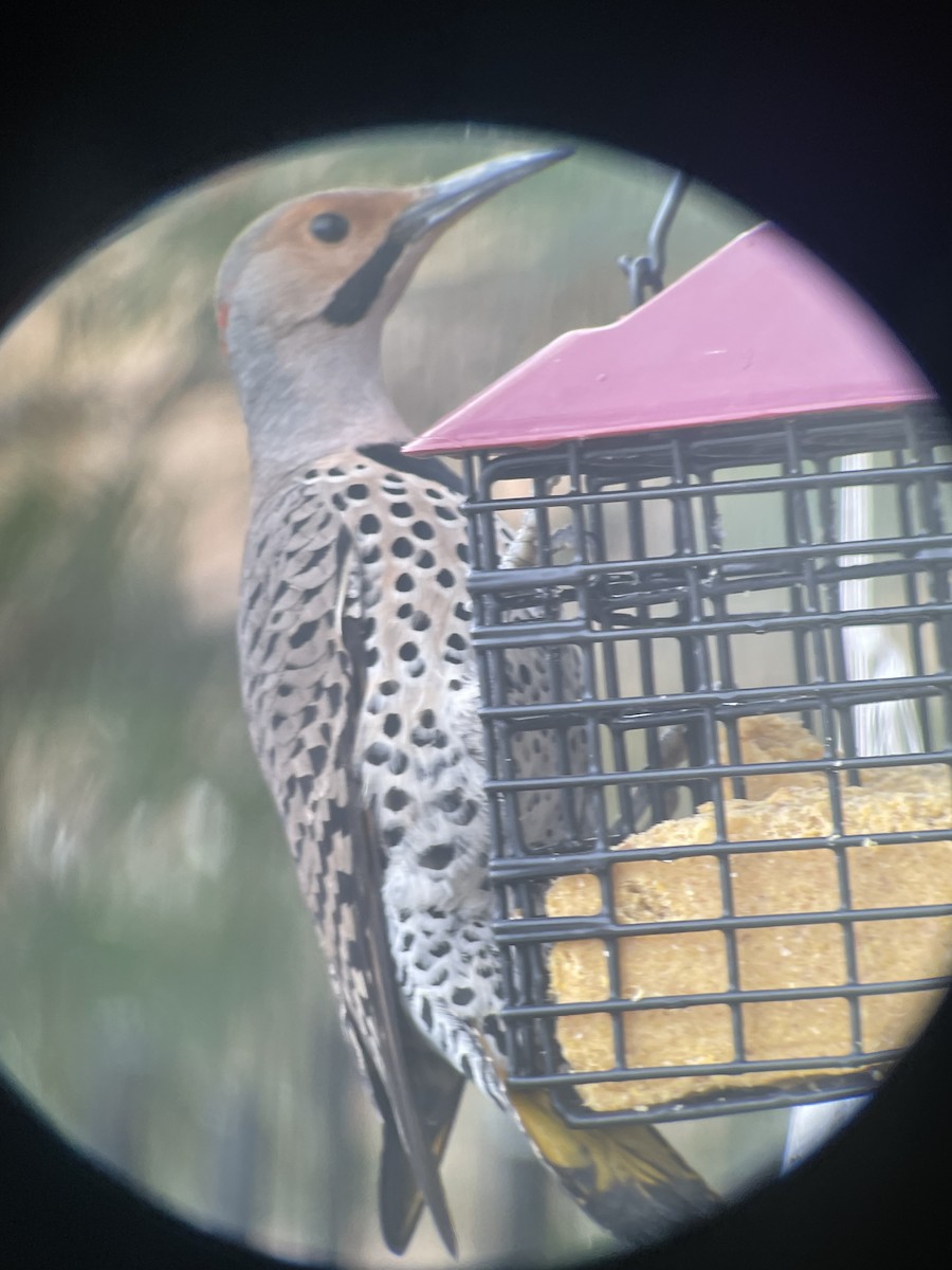 Northern Flicker (Yellow-shafted) - ML616733733