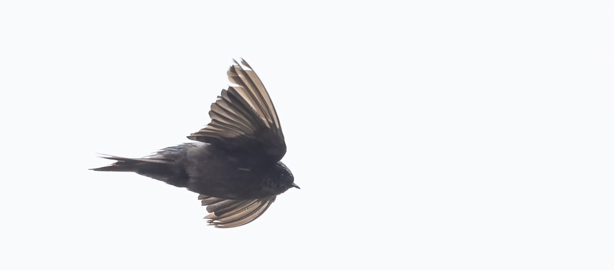 Brown-bellied Swallow - ML616733765