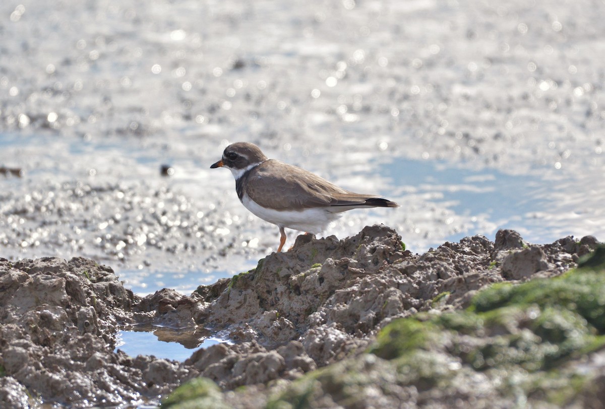 Common Ringed Plover - ML616733786