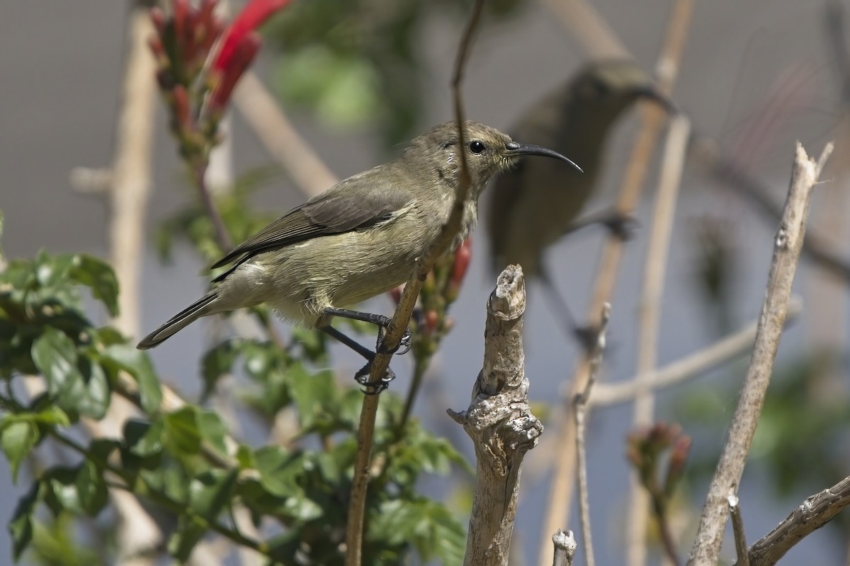 Southern Double-collared Sunbird - ML616733858