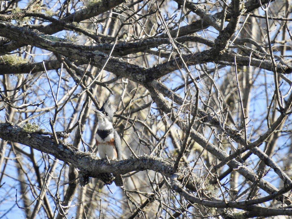 Belted Kingfisher - ML616733936