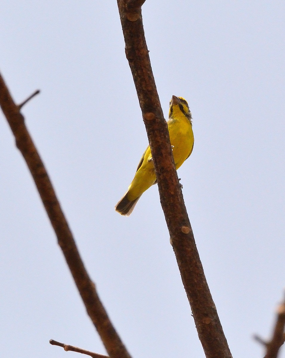 Yellow-fronted Canary - ML616733978
