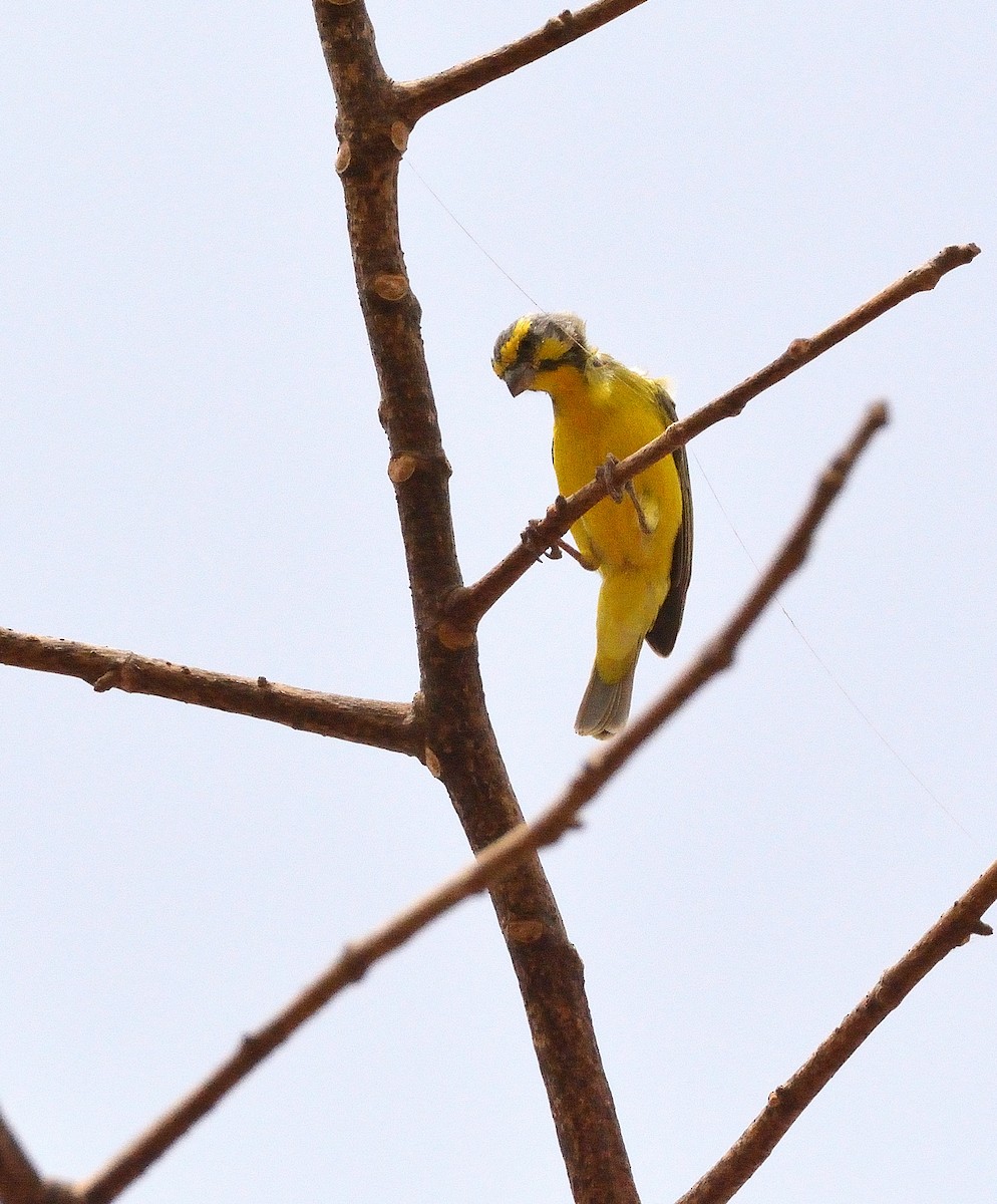 Yellow-fronted Canary - ML616733979