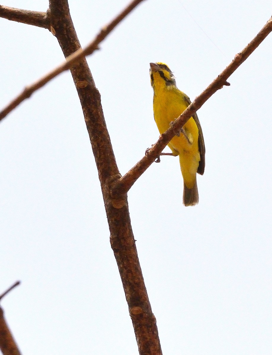 Yellow-fronted Canary - ML616733980