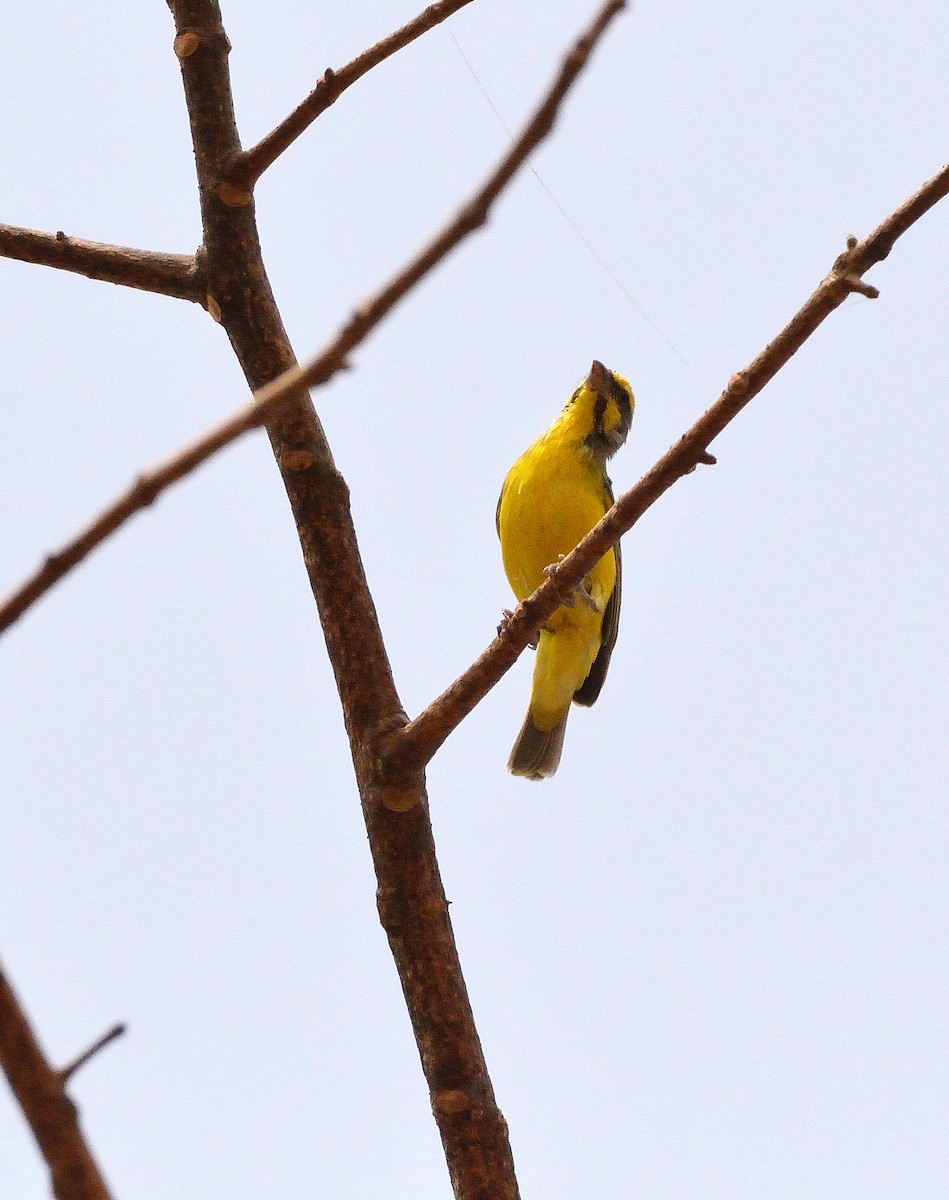 Yellow-fronted Canary - ML616733981