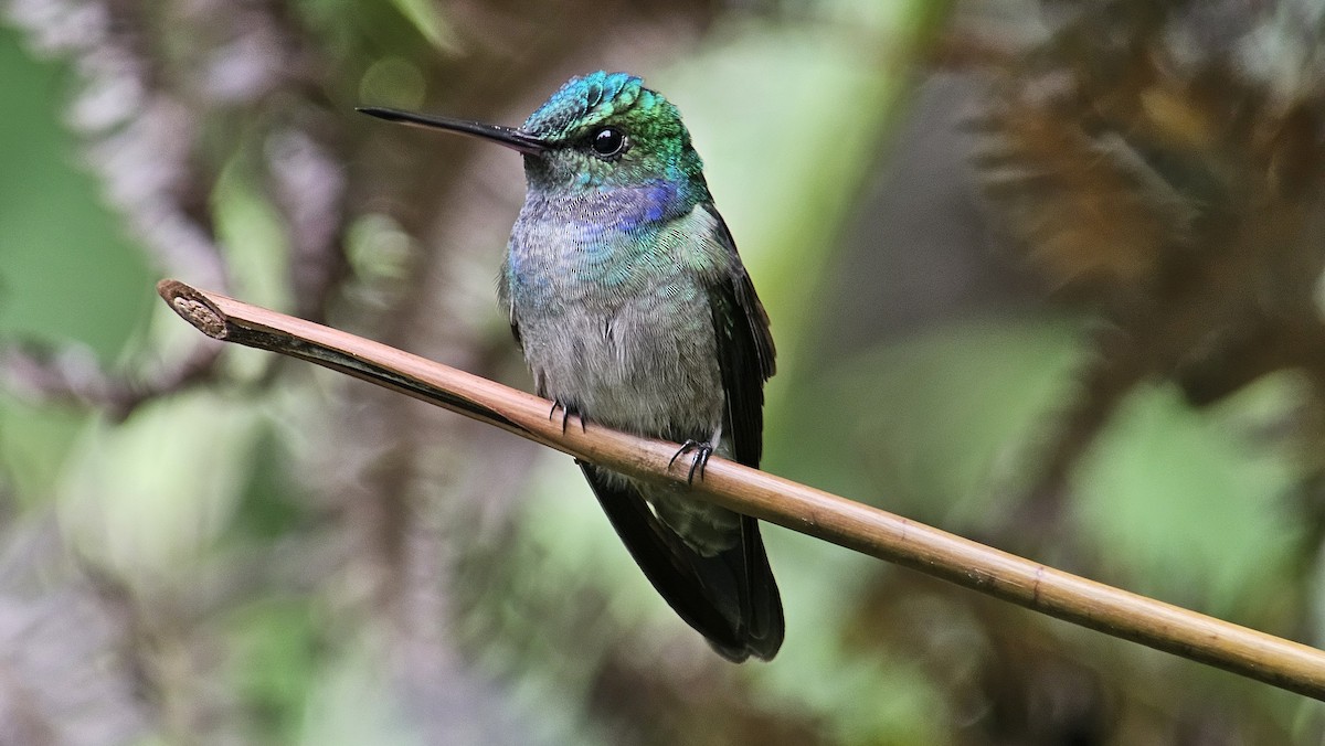 Charming Hummingbird - ML616734016