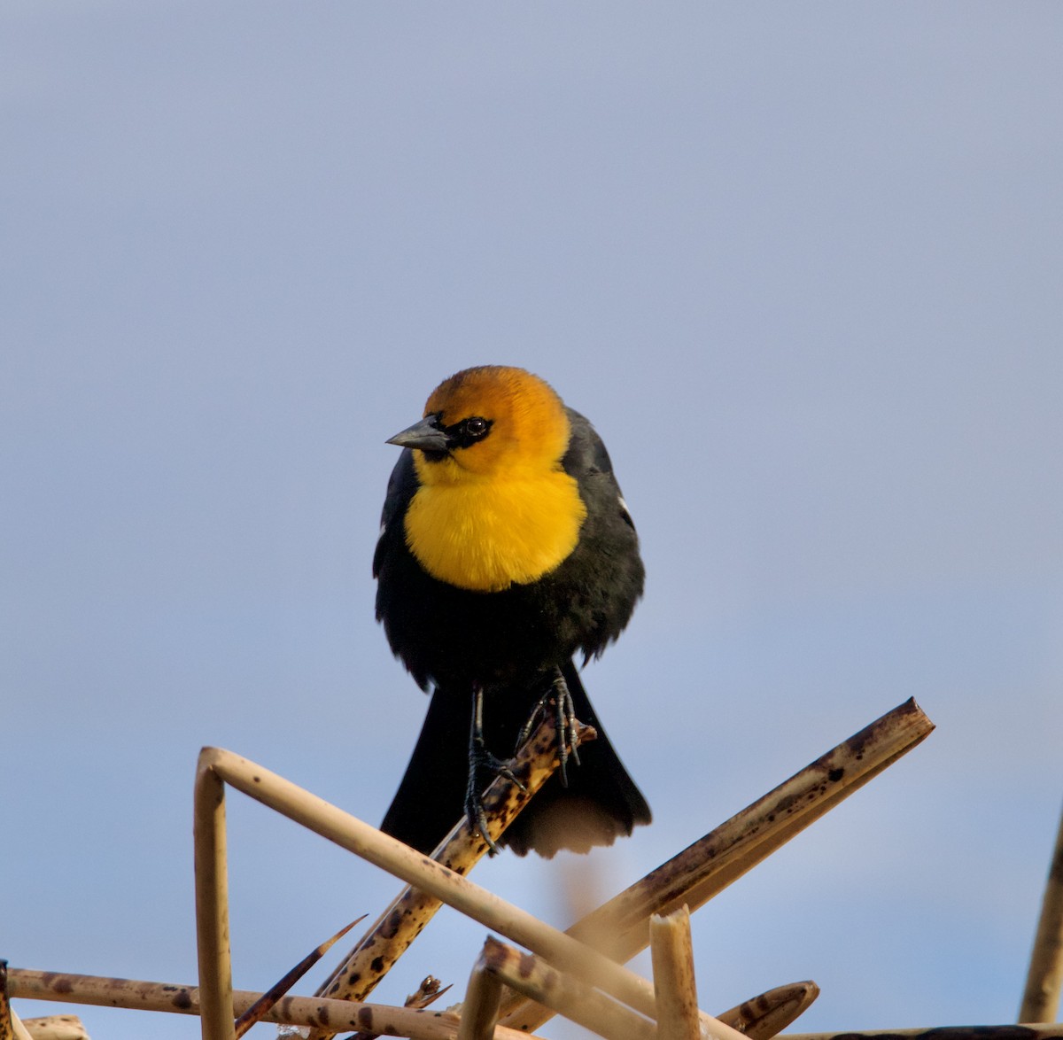 Yellow-headed Blackbird - ML616734018