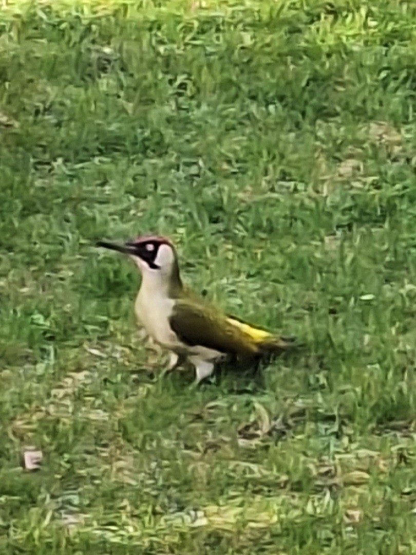 Eurasian Green Woodpecker - ML616734067