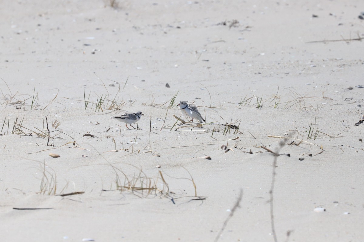 Piping Plover - ML616734137