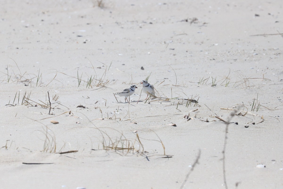Piping Plover - ML616734138