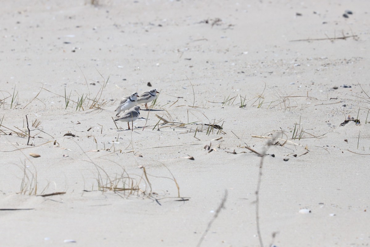 Piping Plover - ML616734139
