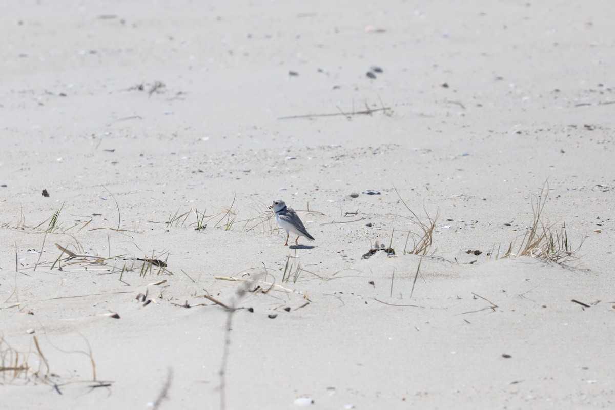 Piping Plover - ML616734140