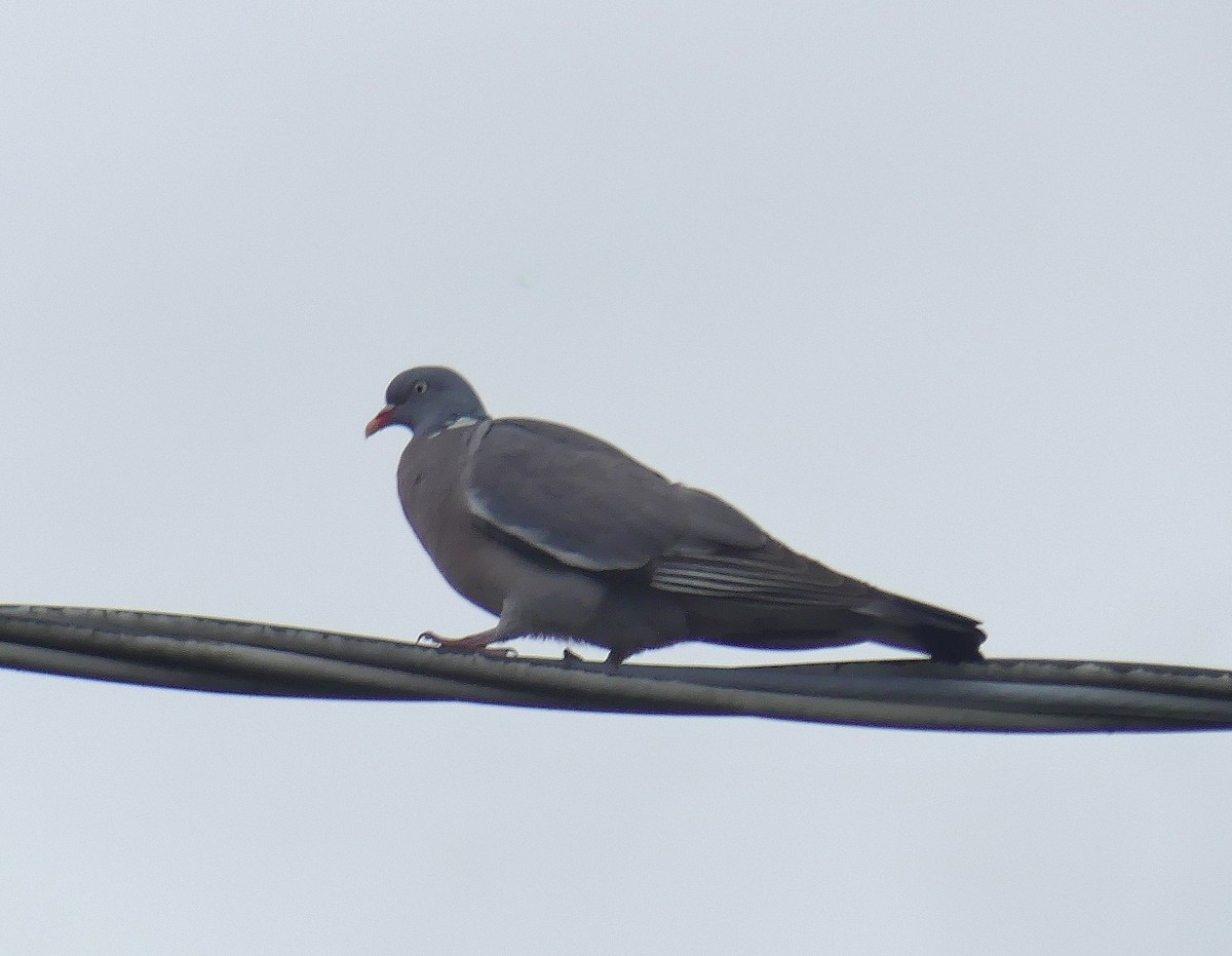 Common Wood-Pigeon - ML616734160