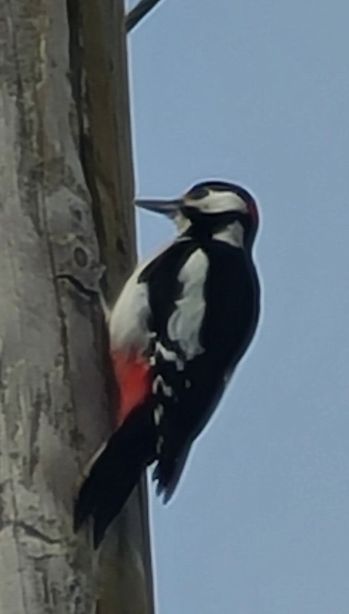 Great Spotted Woodpecker - ML616734308