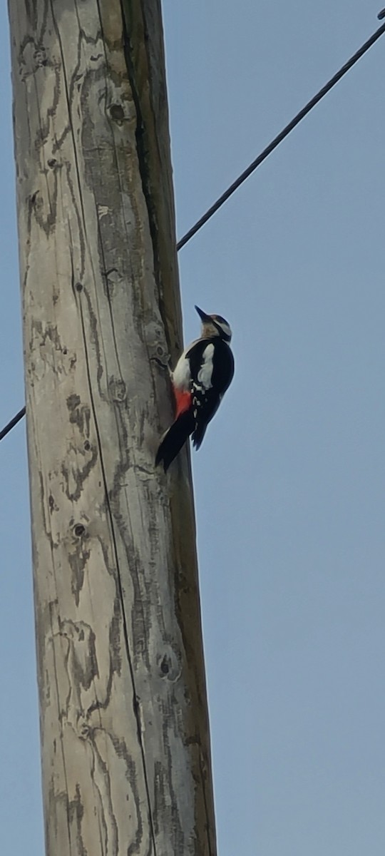 Great Spotted Woodpecker - ML616734330