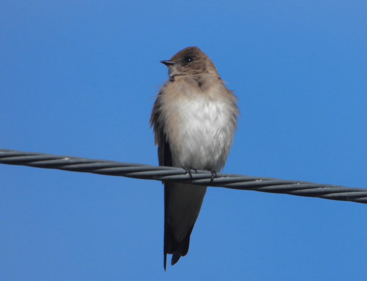 Northern Rough-winged Swallow - ML616734379