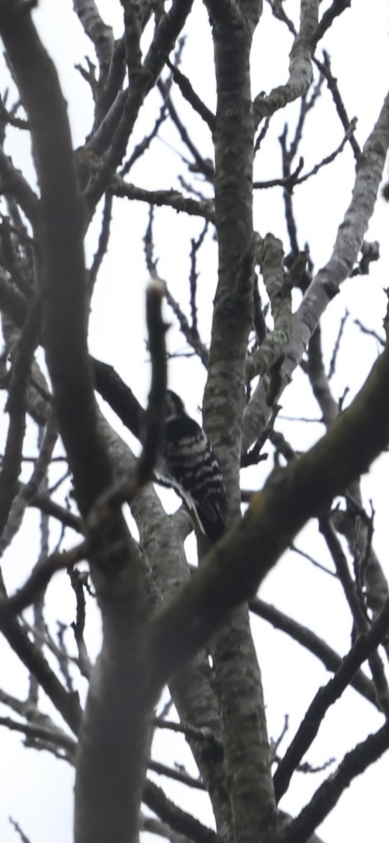 Lesser Spotted Woodpecker - Kiran Lee