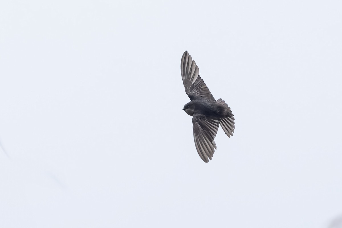 Brown-bellied Swallow - ML616734517