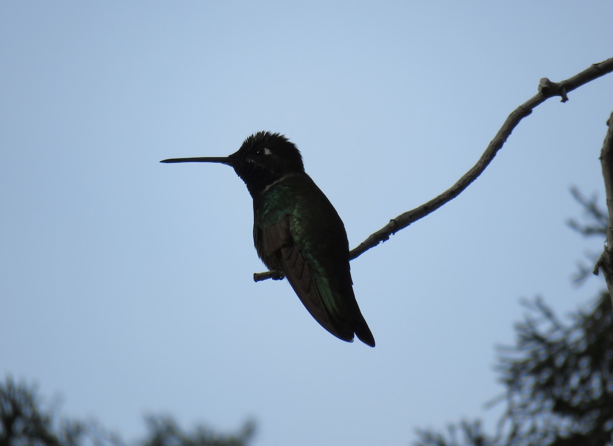 Rivoli's Hummingbird - ML616734719