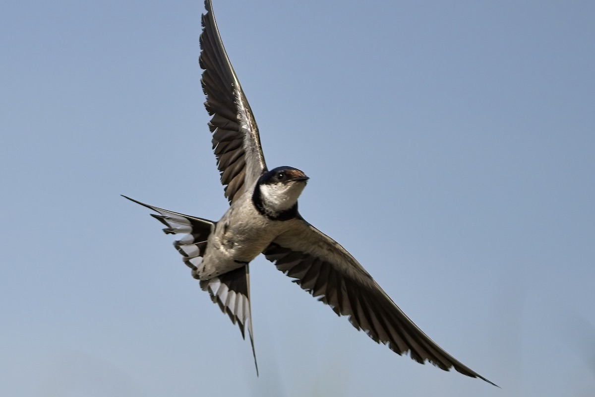 White-throated Swallow - ML616734785