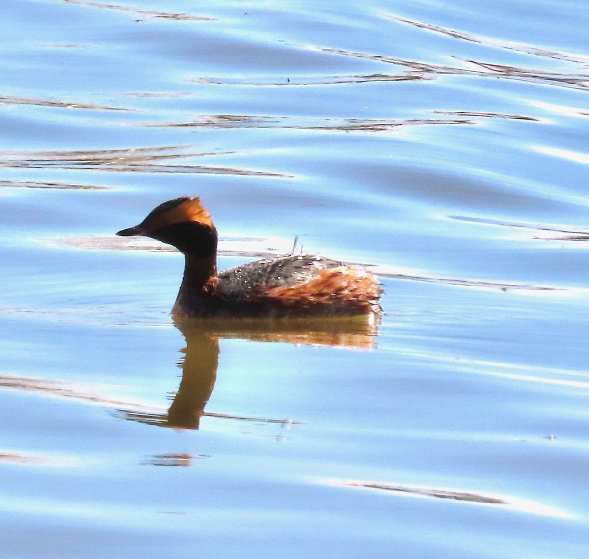 eBird Checklist 30 Mar 2024 Bosque del Apache National Wildlife