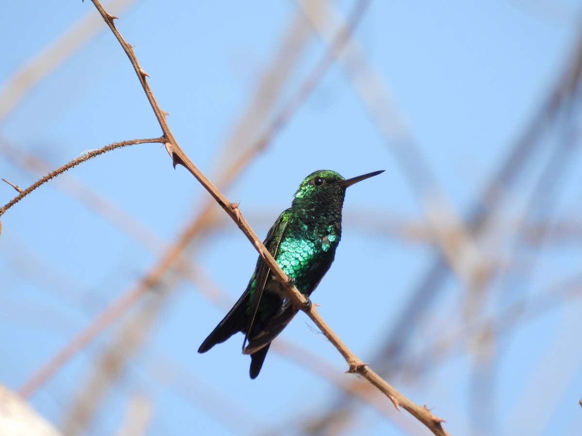 Shining-green Hummingbird - ML616734826
