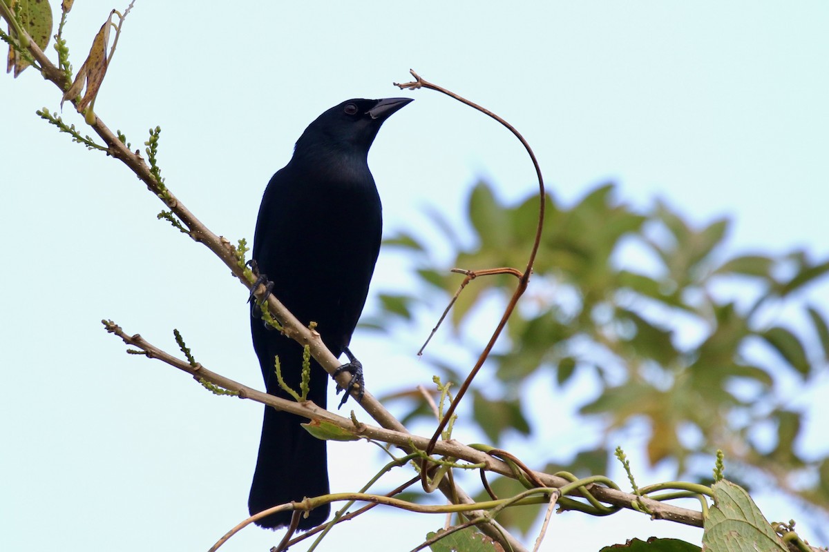 Cuban Blackbird - ML616734871