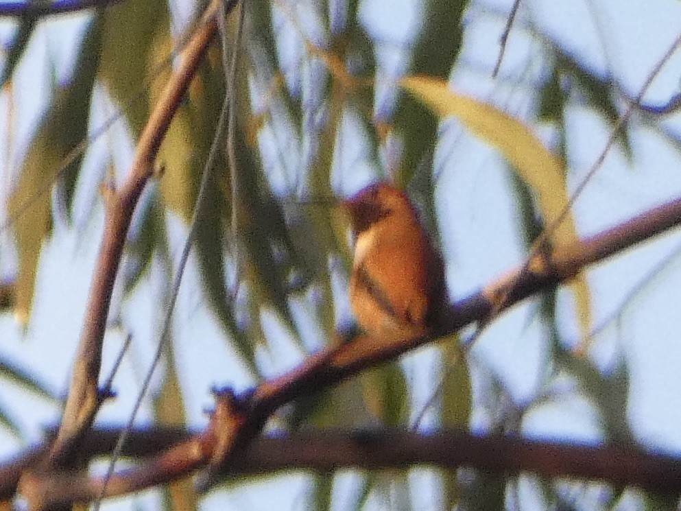 Rufous Hummingbird - Marty Freeland