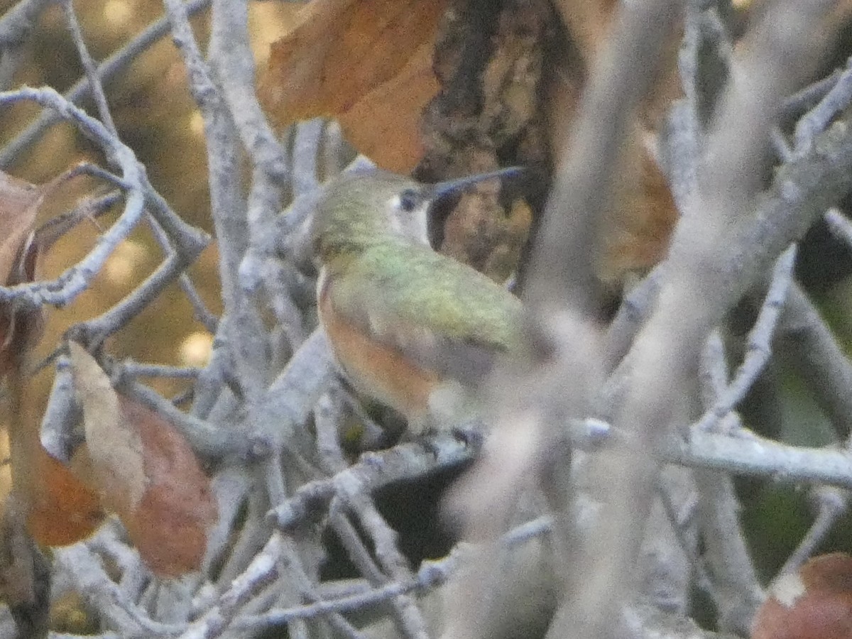 Rufous/Allen's Hummingbird - ML616734902