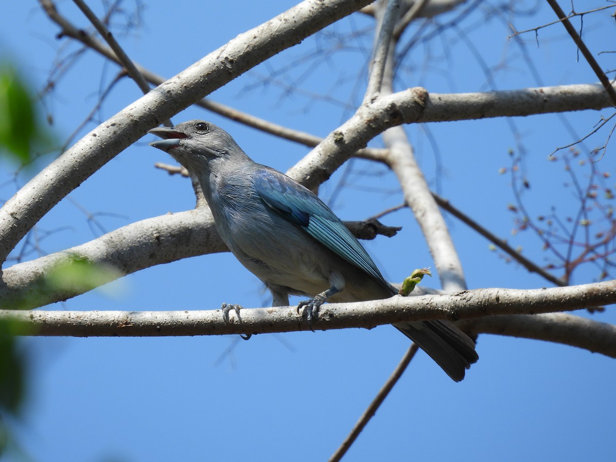 Glaucous Tanager - ML616734999