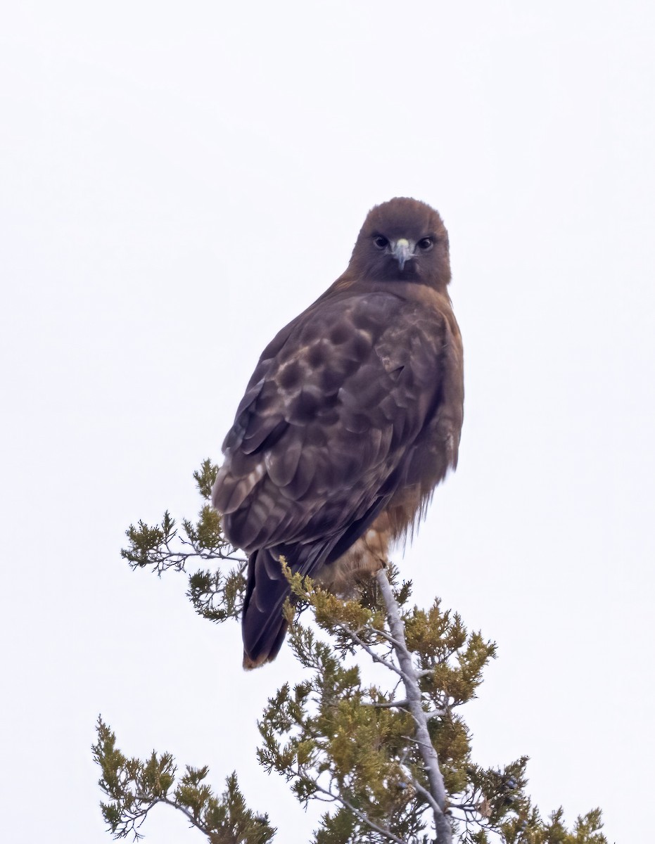 Red-tailed Hawk (calurus/abieticola) - ML616735140