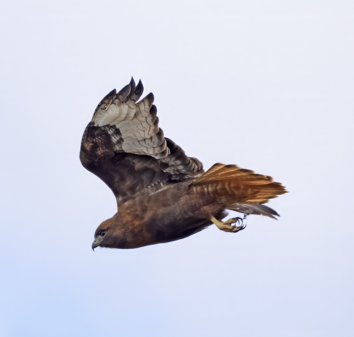 Red-tailed Hawk (calurus/abieticola) - ML616735143