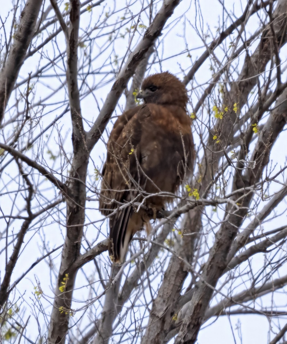 Red-tailed Hawk (calurus/abieticola) - ML616735144