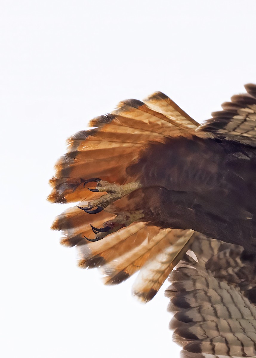 Red-tailed Hawk (calurus/abieticola) - ML616735145