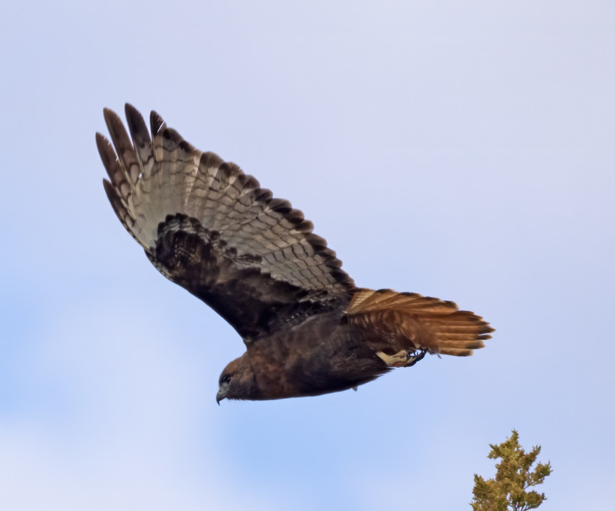 Red-tailed Hawk (calurus/abieticola) - ML616735146