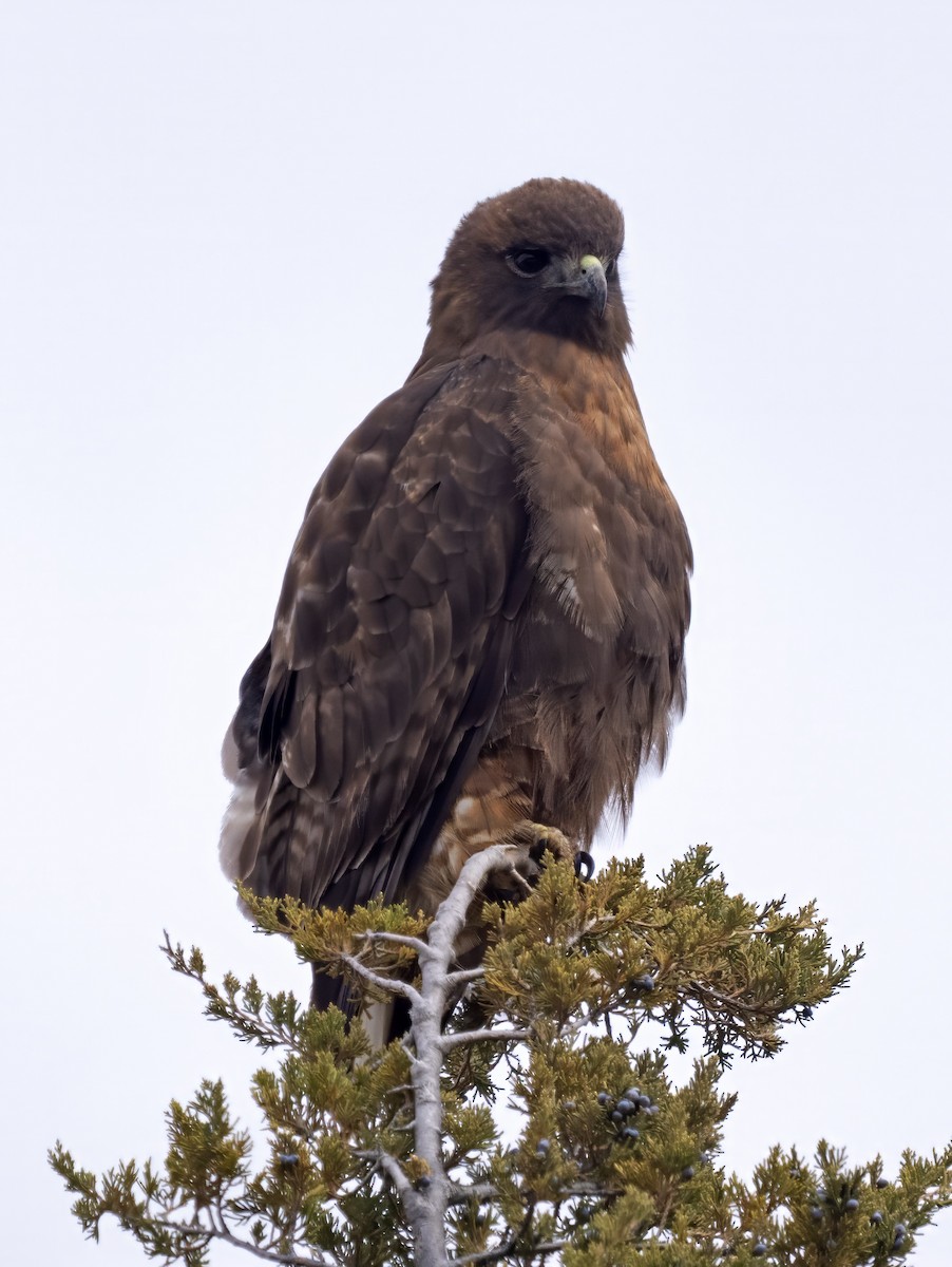 Red-tailed Hawk (calurus/abieticola) - ML616735147