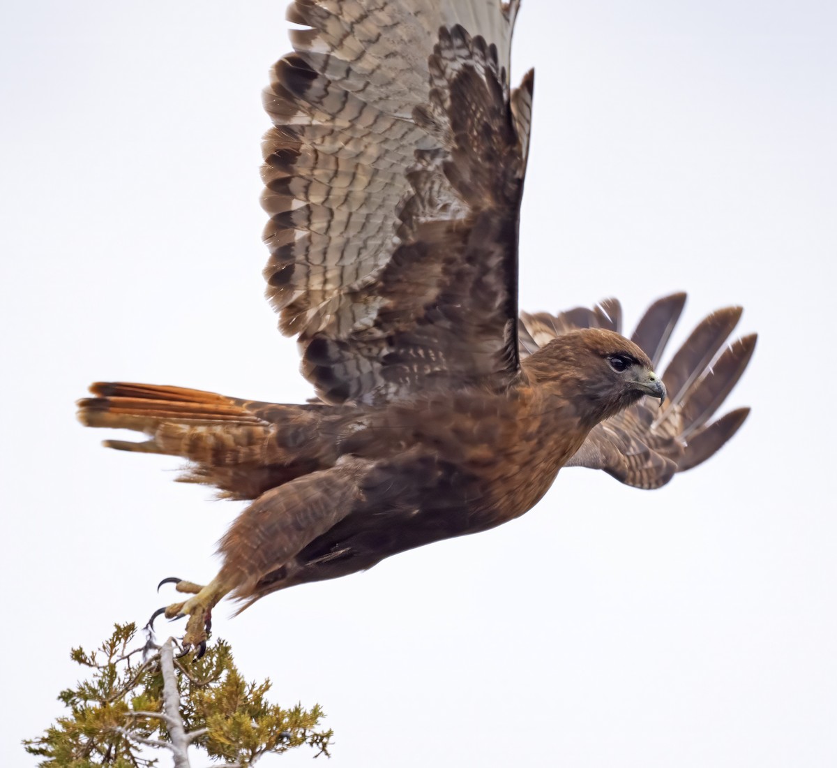 Red-tailed Hawk (calurus/abieticola) - ML616735148