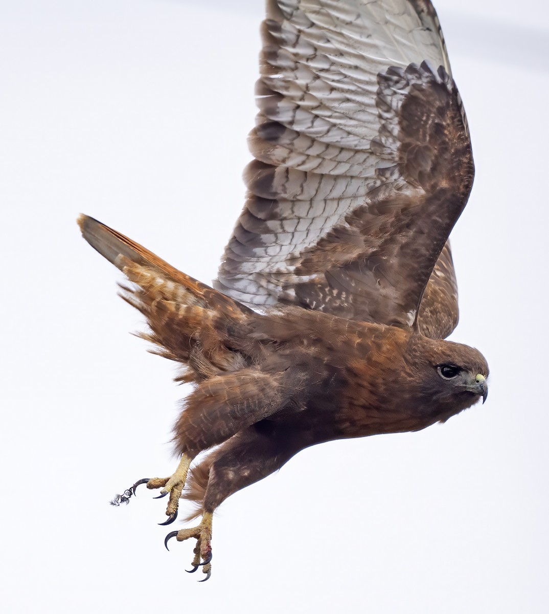 Red-tailed Hawk (calurus/abieticola) - ML616735149