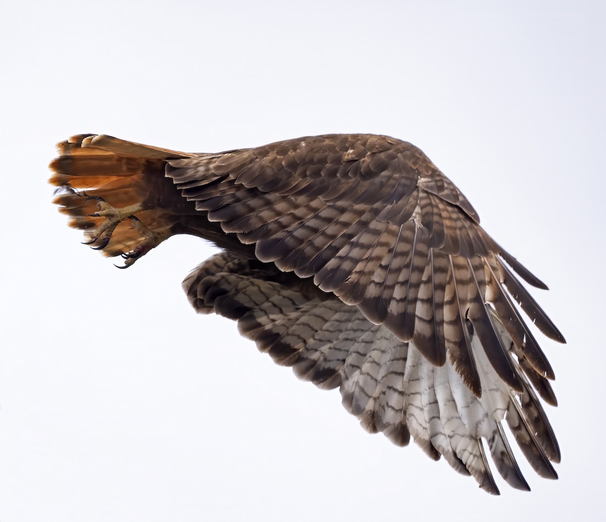 Red-tailed Hawk (calurus/abieticola) - ML616735150