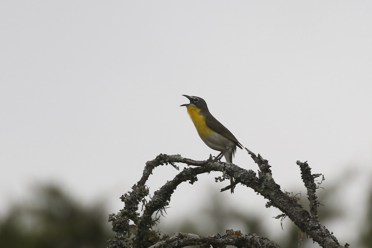 Yellow-breasted Chat - ML616735178