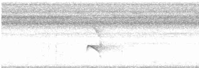 Black-chinned Antbird - ML616735468