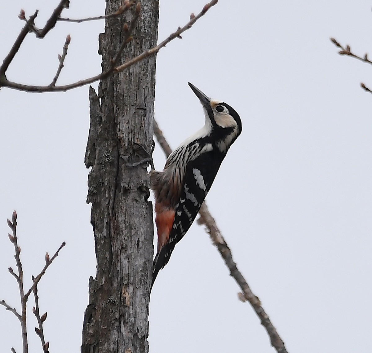 White-backed Woodpecker - ML616735640