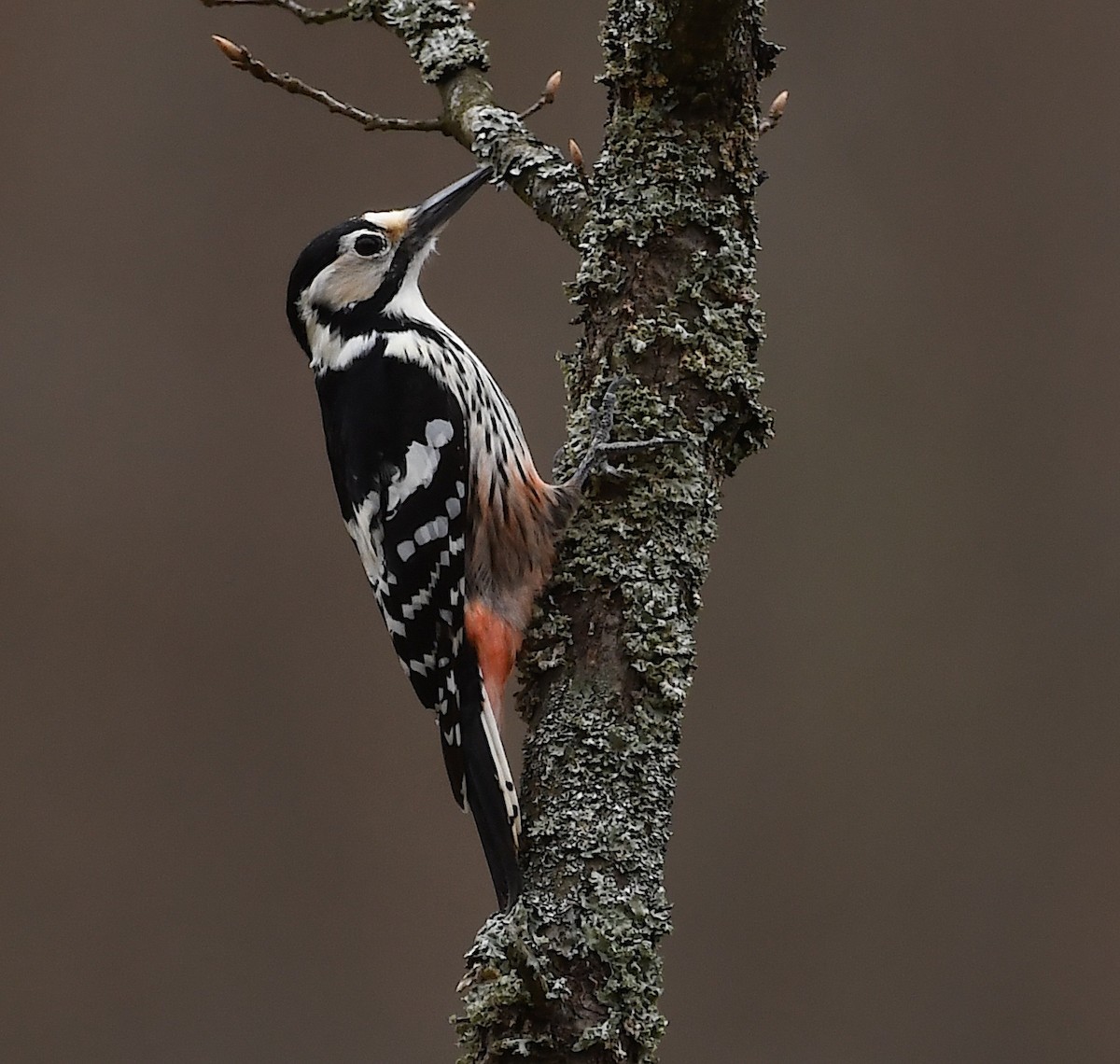 White-backed Woodpecker - Василий Калиниченко